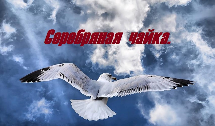 Обложка книги Серебряная чайка.