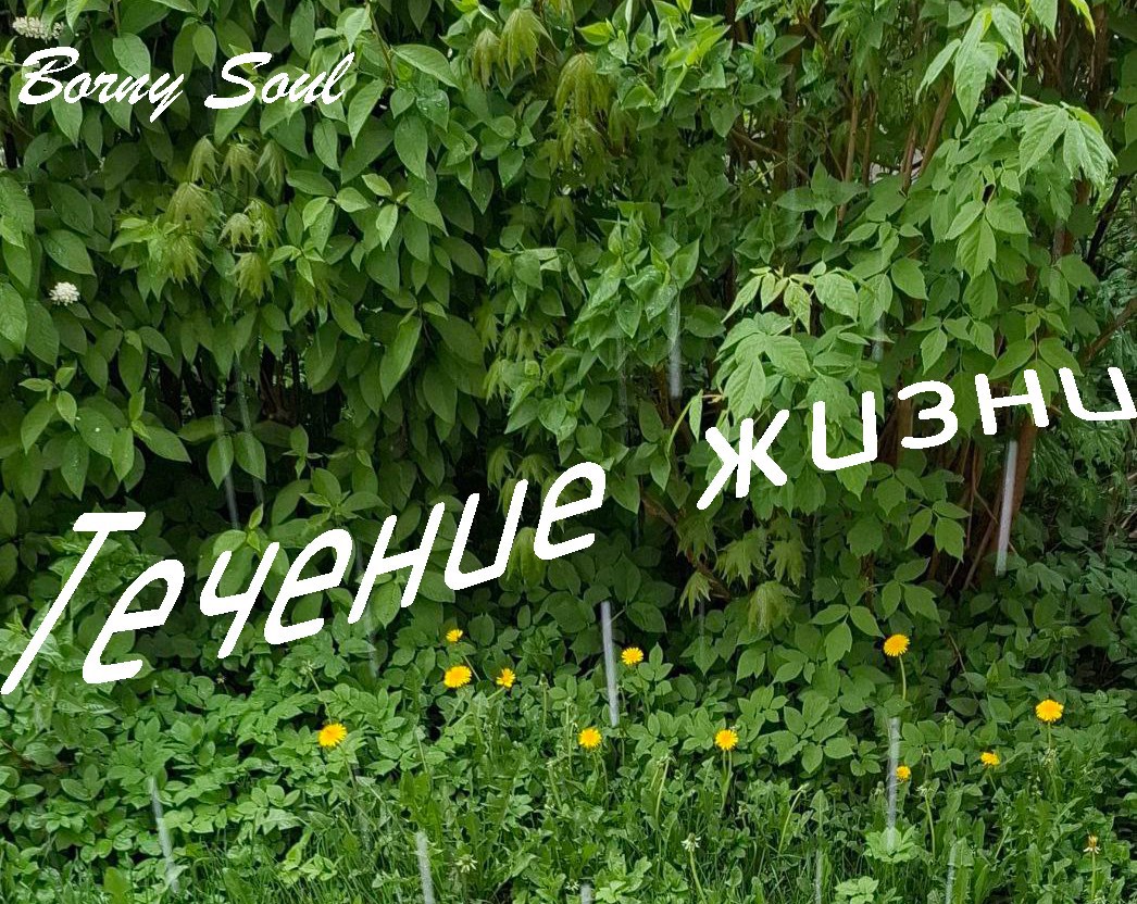 Обложка книги Течение жизни