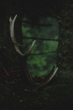 Обложка книги Погостнички