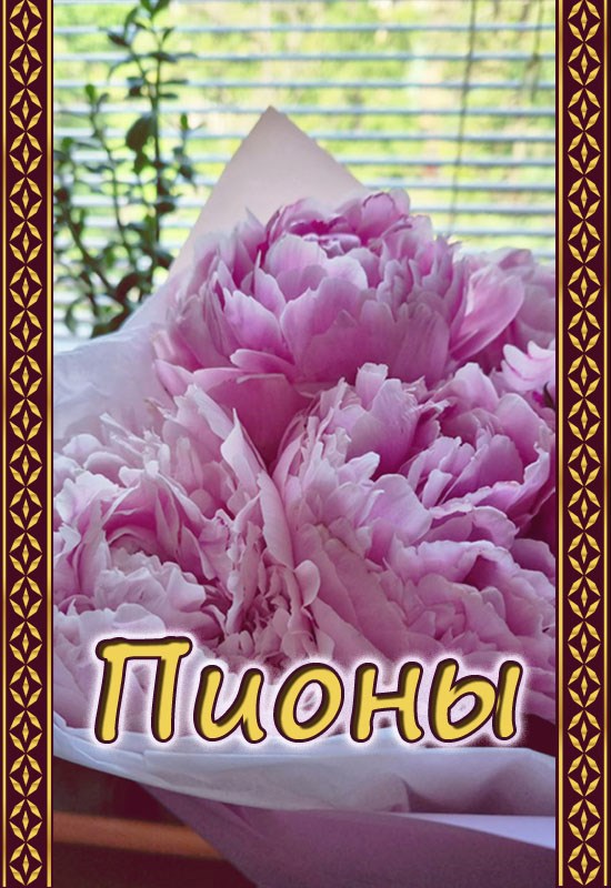 Обложка книги Пионы