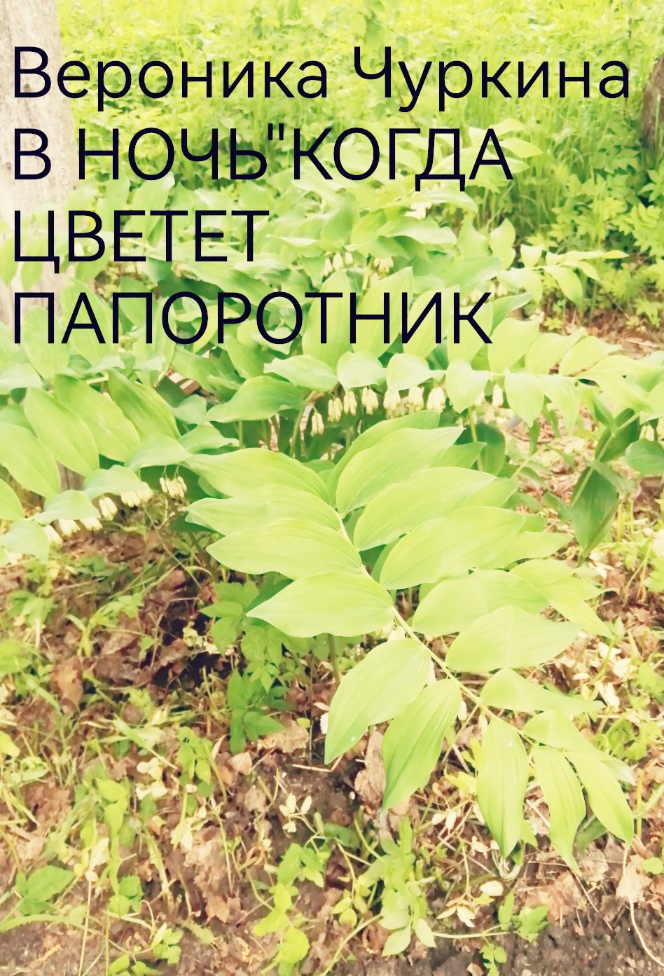 Обложка книги В ночь, когда цветёт папоротник.