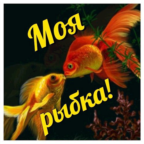 Обложка книги Моя рыбка!