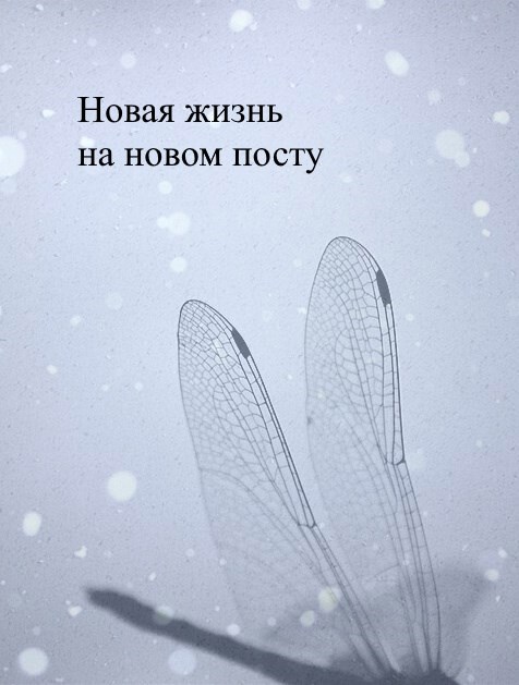 Обложка книги Новая жизнь на новом посту