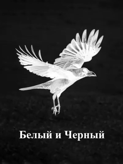Обложка книги Белый и Черный