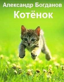 Обложка книги Котёнок