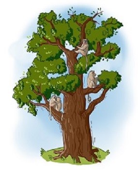 Обложка книги Бабуины на дубу