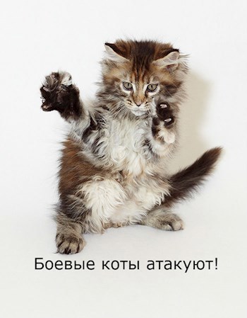 Обложка книги Боевые коты атакуют