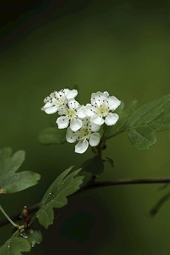 Обложка книги Боярышник и Вероника