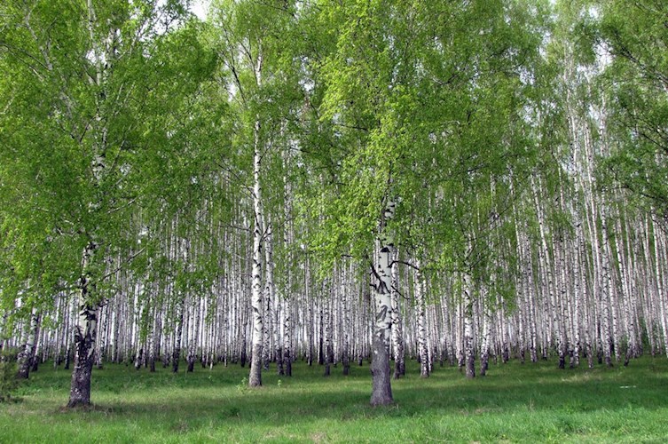 Обложка книги Лелельное