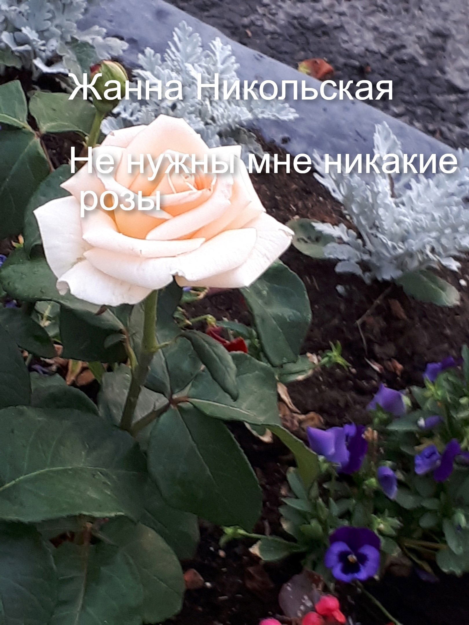 Обложка книги Не нужны мне никакие розы