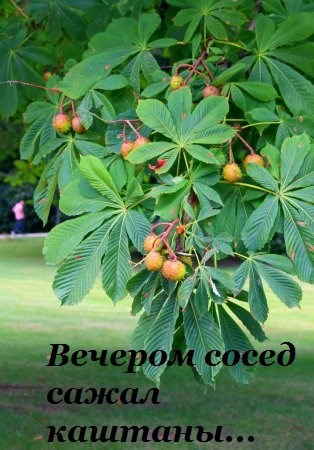 Обложка книги Вечером сосед сажал каштаны...
