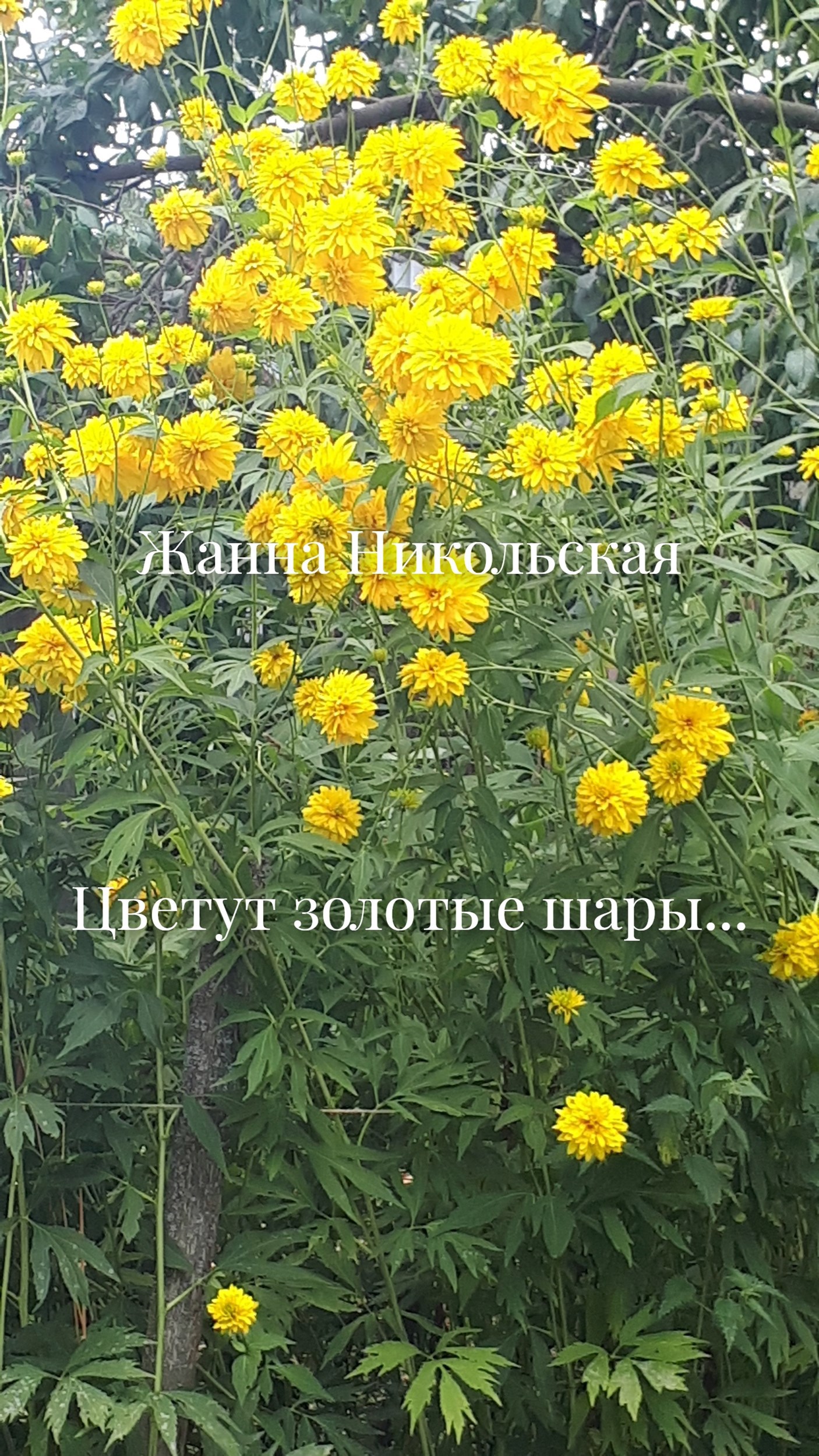Обложка книги Цветут золотые шары...