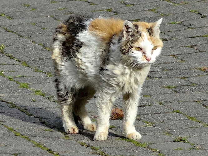 Обложка книги Кошка, которая заслуживала счастья.