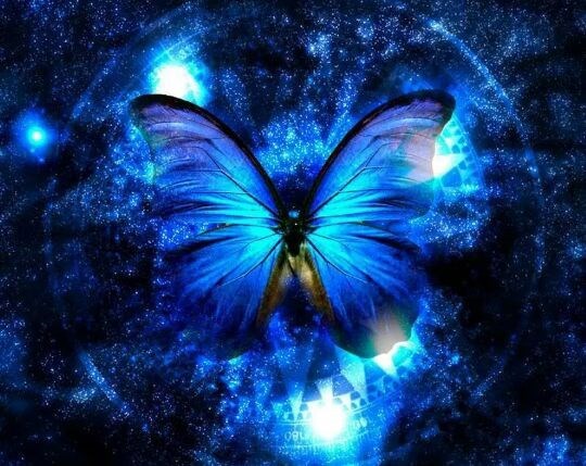 Обложка книги Morpho peleides