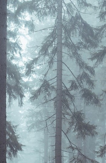 Обложка книги Деволюция