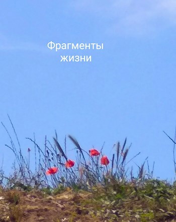 Обложка книги Фрагменты жизни