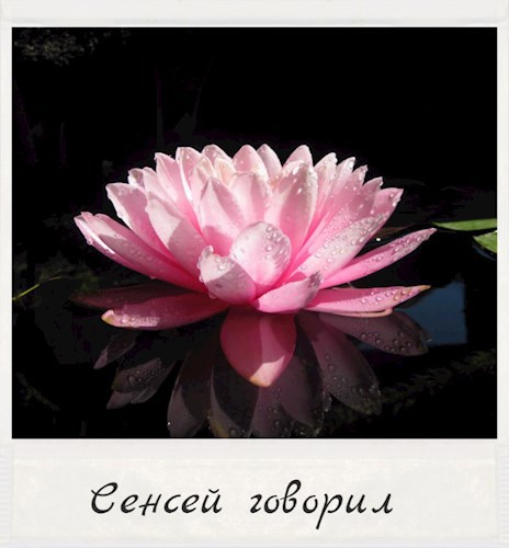 Обложка книги Сенсей говорил