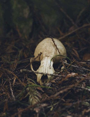 Обложка книги Нечто из Суссекса