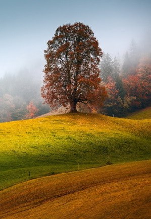 Обложка книги Ведьмина Чашка