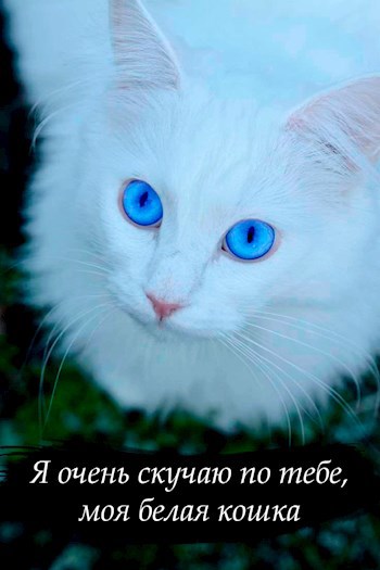 Обложка книги Я очень скучаю по тебе, моя белая кошка