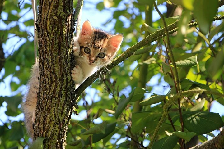 Обложка книги Про кота. Или как я побывал в кошачьей шкуре.