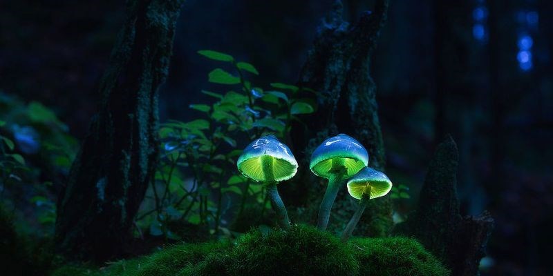 Обложка книги Грибы сказочные, фантастические ,сюрреалистические