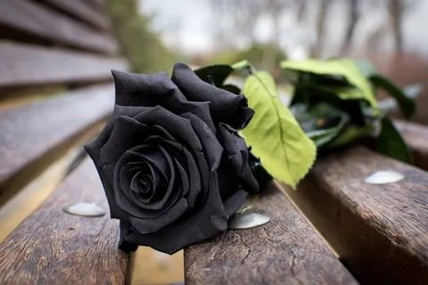 Обложка книги Чёрная Роза
