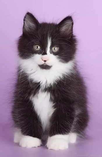 Обложка книги Похождения кота Тишки