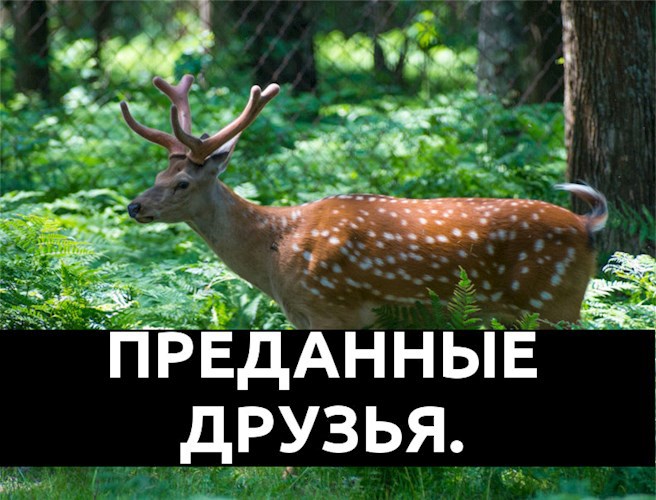 Обложка книги Преданные друзья