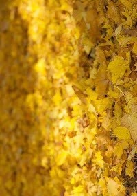 Обложка книги Прогулка в ноябре.