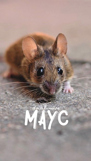 Обложка книги Маус